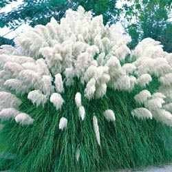 White Pampas Grass