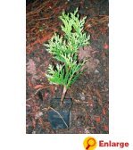 Cedar Green Giant