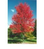 Red Maple Acer Rubrum