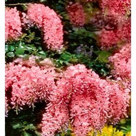 Japanese Pink Wisteria