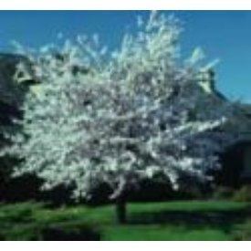 Cherry 'Yoshino' HURRY