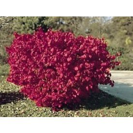 Euonymus Burning Bush