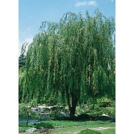 Willow Weeping