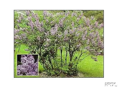 Old Fashioned Fragrant Lilac Schrubs