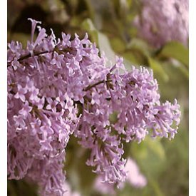 Persian Lilac Schrubs