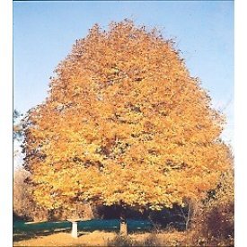 Acer saccharum Sugar maple