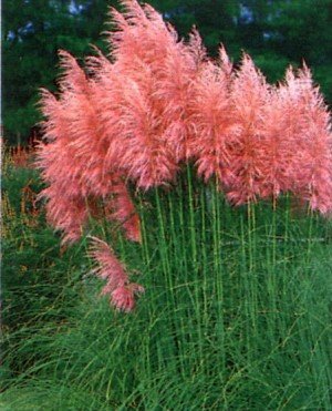Pampas Grass