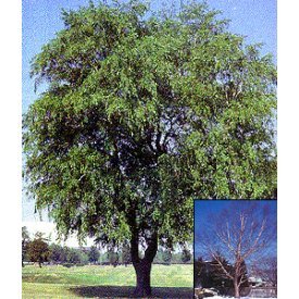 River Birch