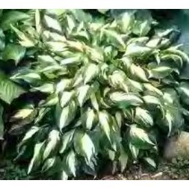 Hosta Undulata Variegated