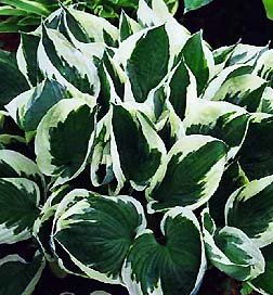 Hosta Minuteman Hosta's