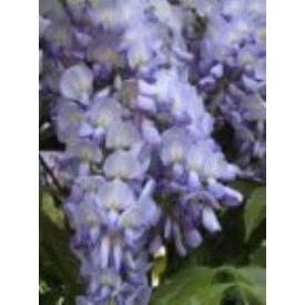 Japanese Wisteria Amethyst Blue