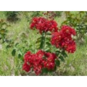 Crape Myrtle 'Dynamite' Brand NEw Item!