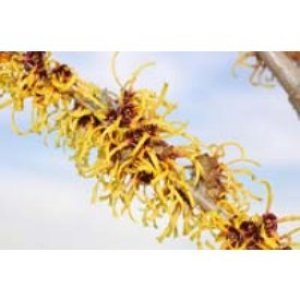 Witch Hazel Brand New Item