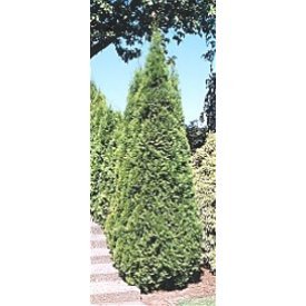 Arborvitae Emerald Green Pyramidal