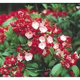 Mountain Laurel Ostbo Red