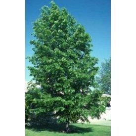 Hybrid Poplar, 1-2'