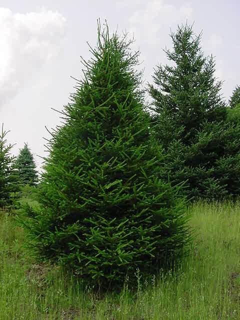 Norway Spruce - 6-18'' Bareroot