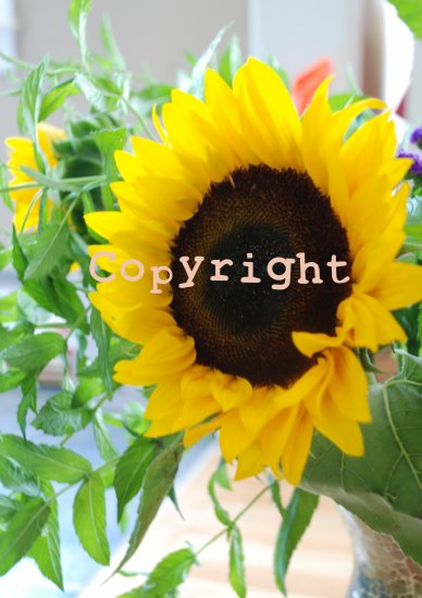 Sunflower Print