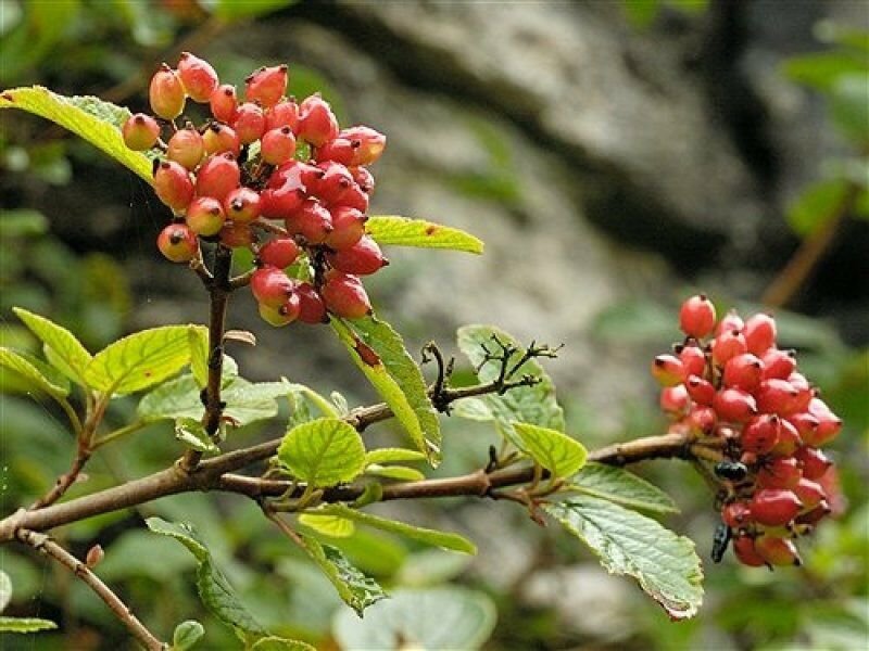 100 seeds Wayfaring Tree Wayfaringtree Viburnum lantana