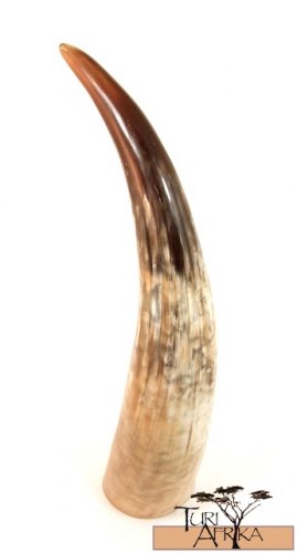 Product ID: 153 Full Sized Cow Horn