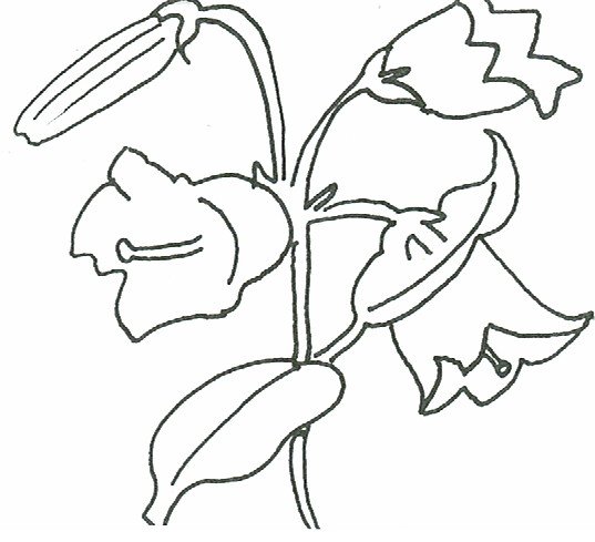 Set of flowers