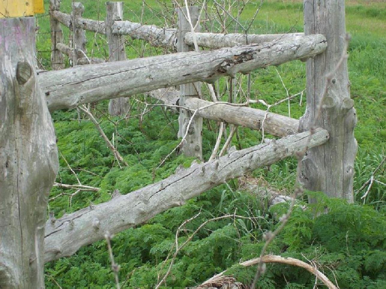 The Fence