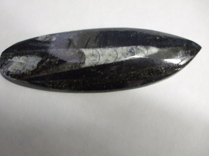 Orthoceras Fossil Polished (EF04)