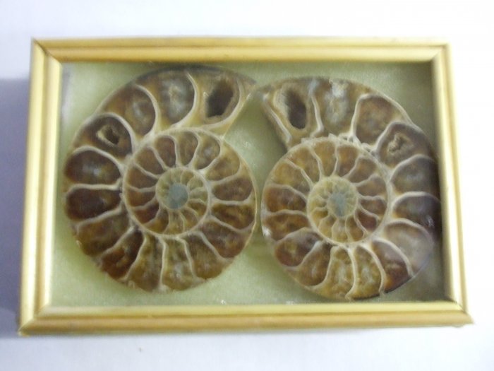 Polished Split Ammonite in a Bamboo Box