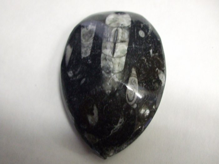 Orthoceras Fossil Polished (EF02)