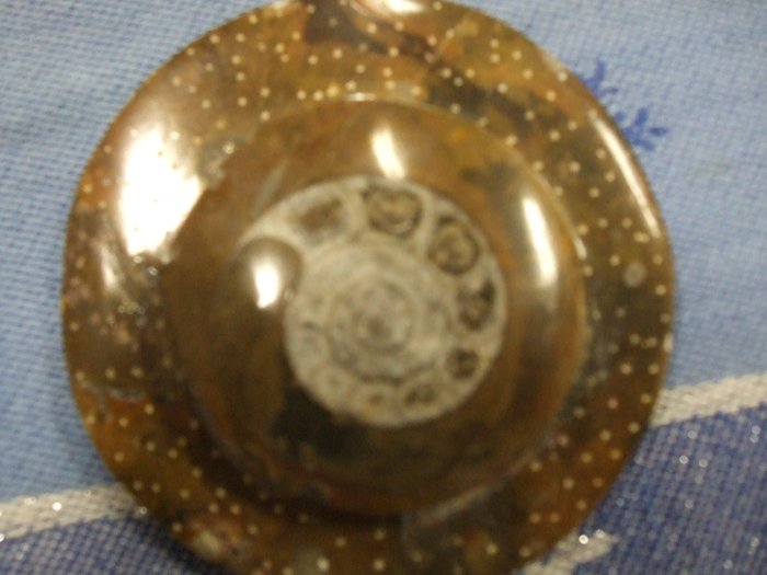 Ammonite (EF01)