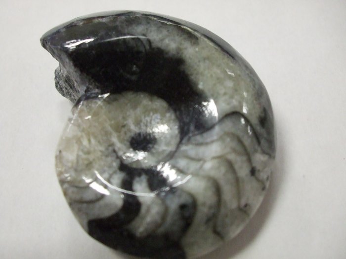 Goniatite Fossil (EF07)
