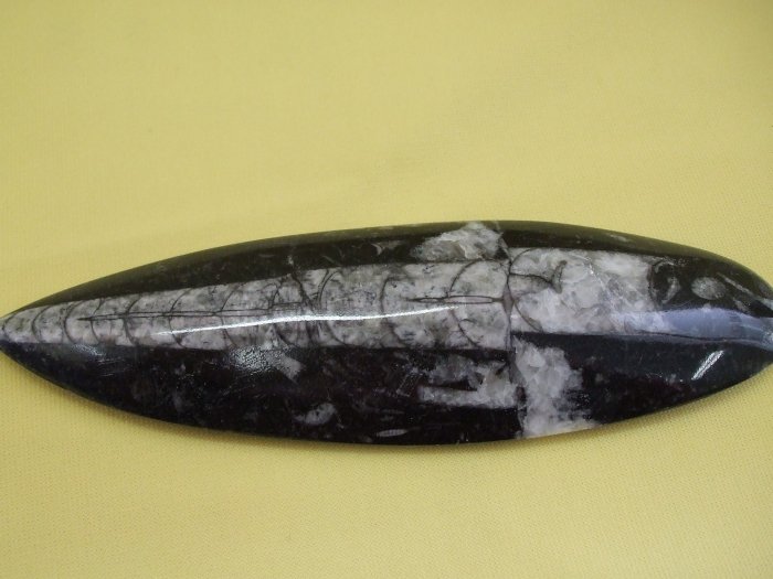 Orthoceras Fossil Large (EF14)