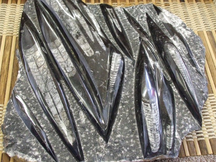 Orthoceras Fossil Slab Amazing Piece