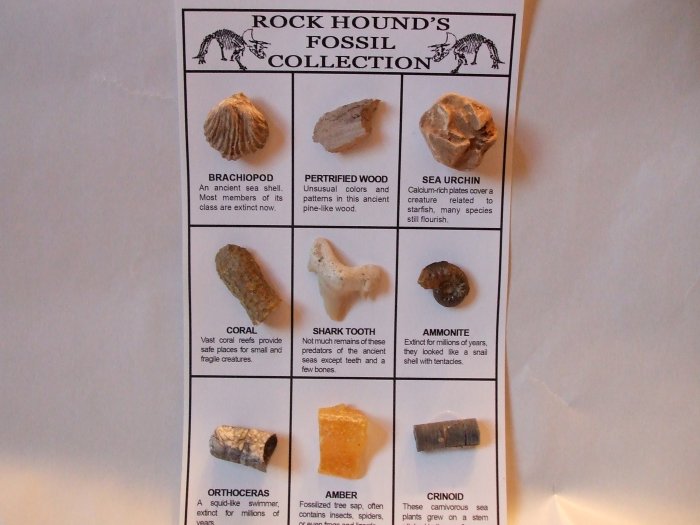 Rock Hound's Fossil Collection Sheet