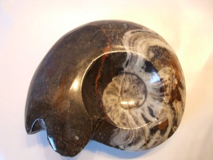 Goniatite Fossil (EF15)