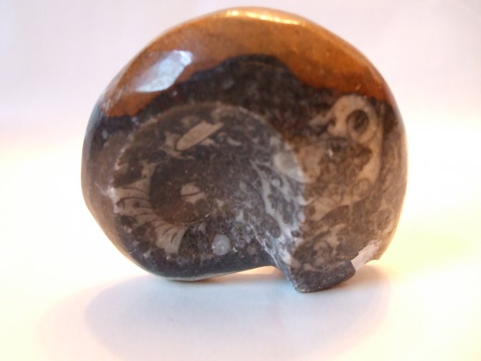 Goniatite Fossil (EF10)