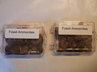 Ammonite Collection- Two Boxes