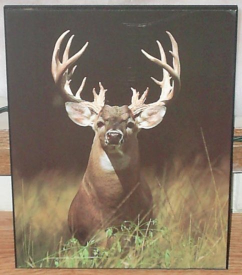 Deer Picture