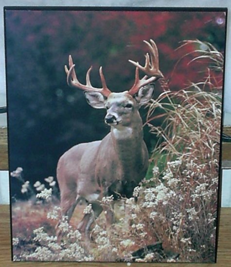 Deer_2