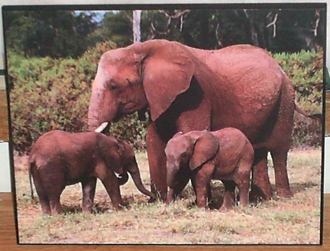 Elephant_Picture
