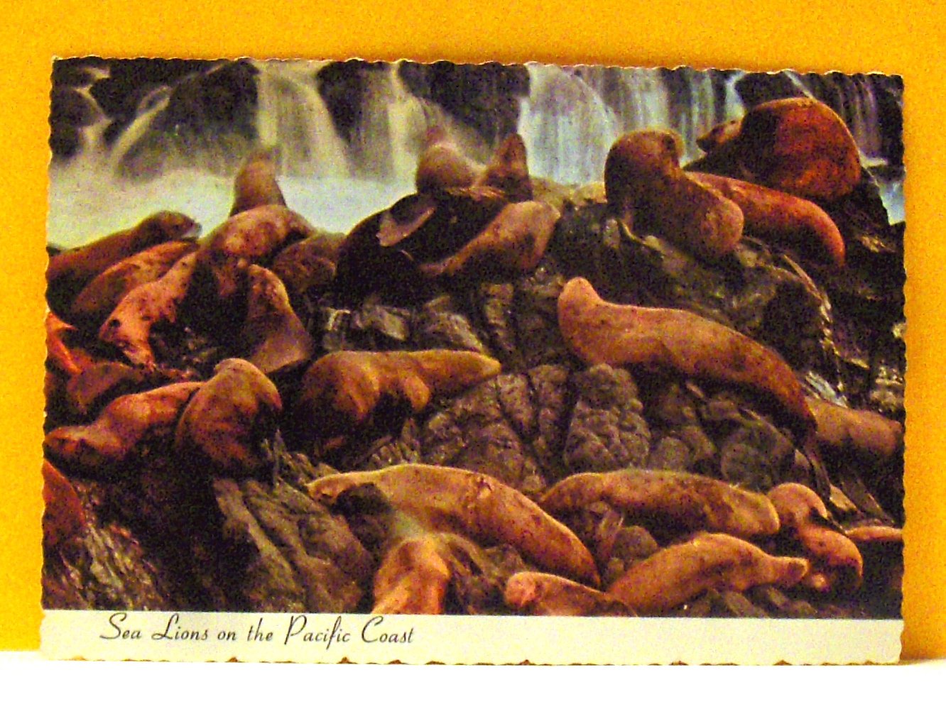 VINTAGE - Postcard Sea Lions on the Pacific Coast