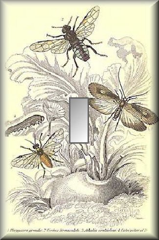 Vintage Illustration of Various Insects Single Switch Plate
