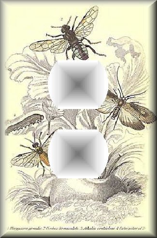 Vintage Illustration of Various Winged Insects Bugs Outlet Cover