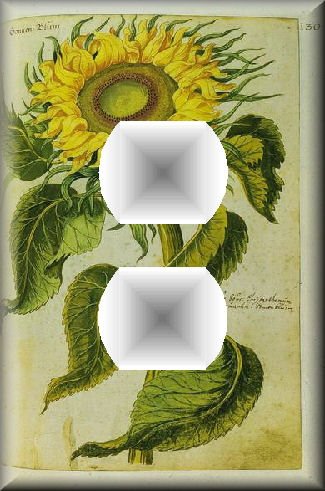 Vintage Botanical Illustration Sunflower Outlet Cover
