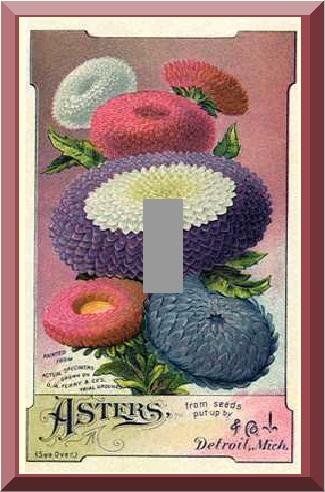 Vintage Aster Flowers Seed Packet Single Switch Plate