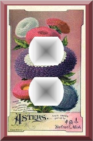 Vintage 19th Century Aster Flowers Seed Packet Outlet Cover