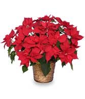RADIANT POINSETTIA