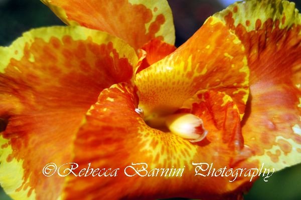 Flowers -photographic prints