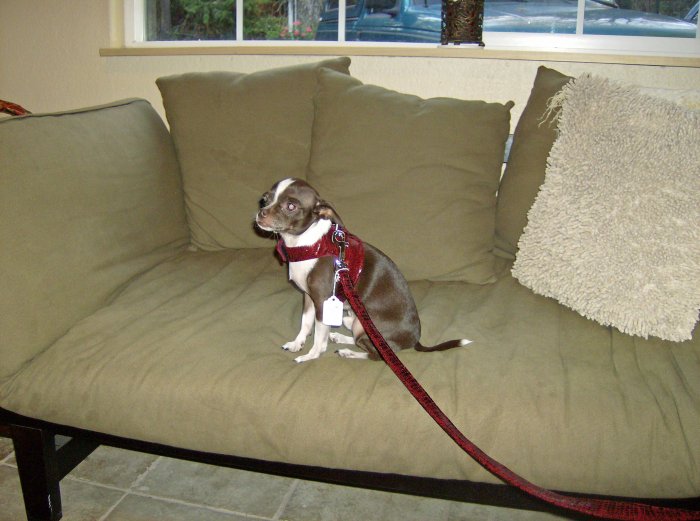 Doggie Vest