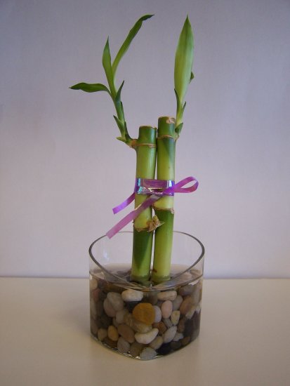 lucky bamboo (1)